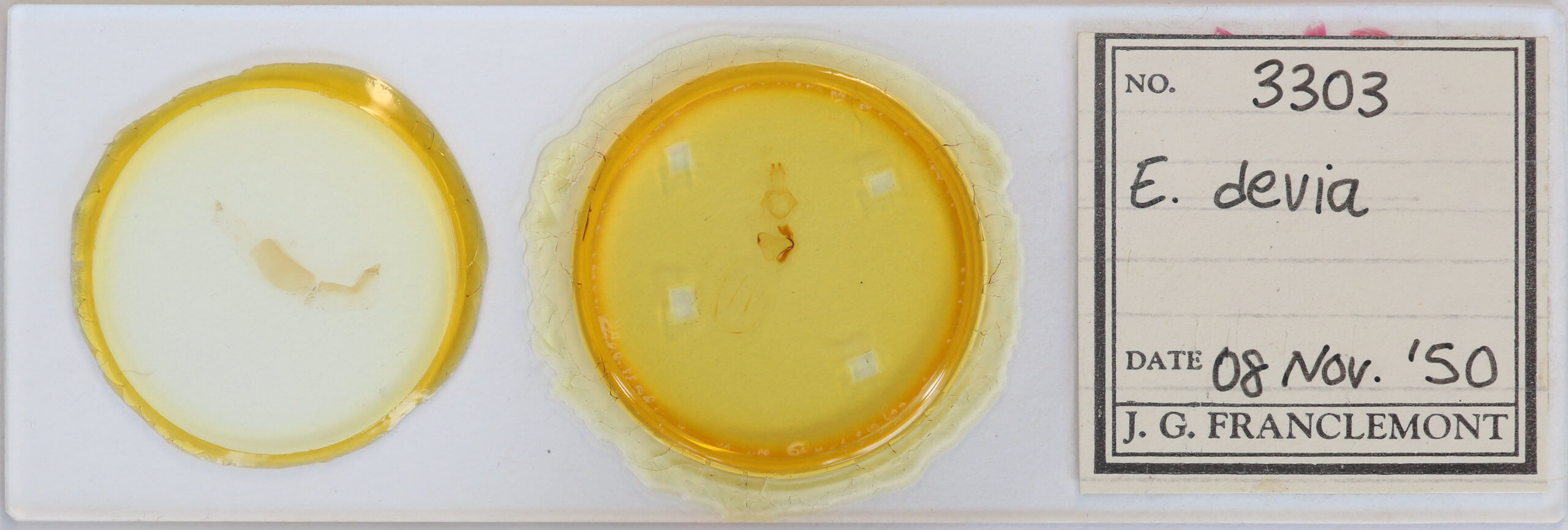 slide view of adult Eupsilia devia