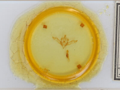 slide view of adult Eupsilia morrisoni 