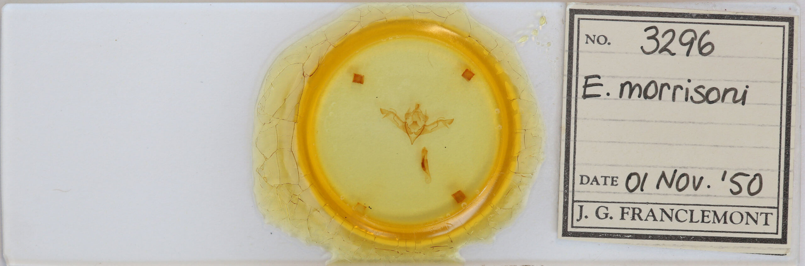 slide view of adult Eupsilia morrisoni 