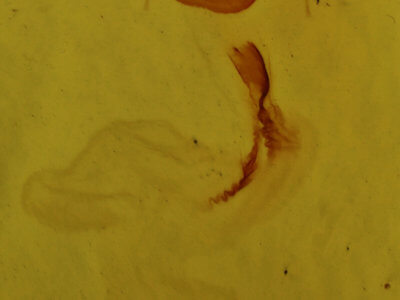 genitalia view of adult Eupsilia morrisoni