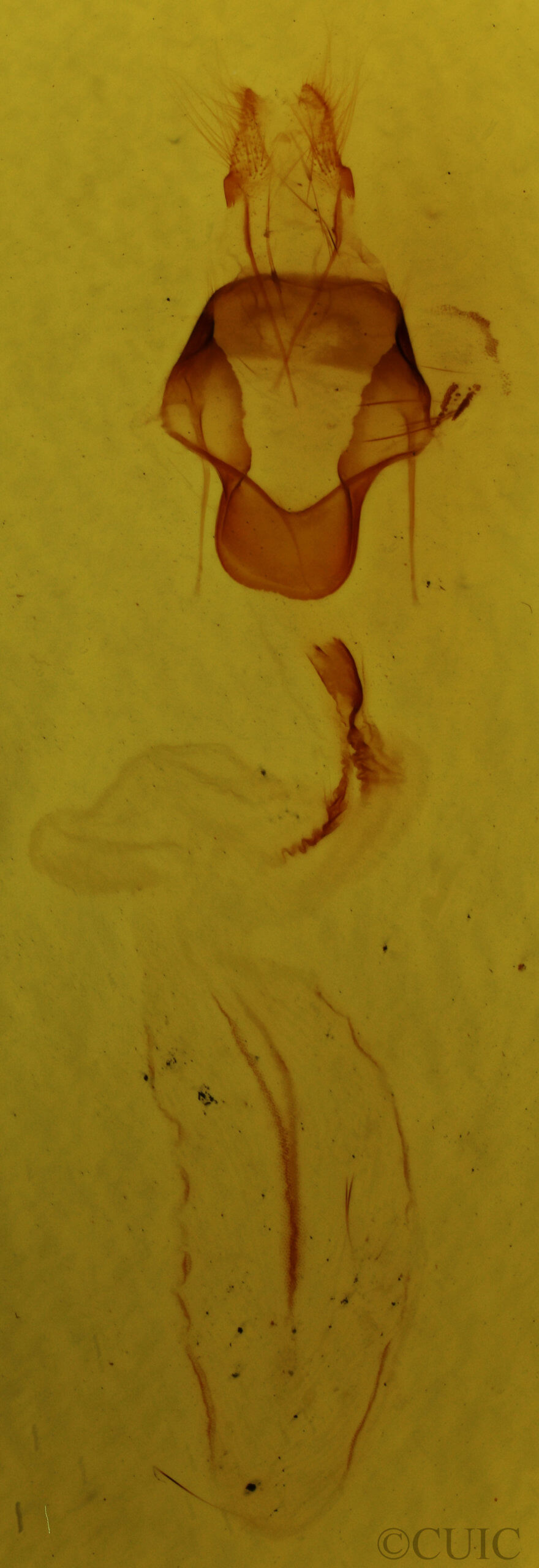 genitalia view of adult Eupsilia morrisoni