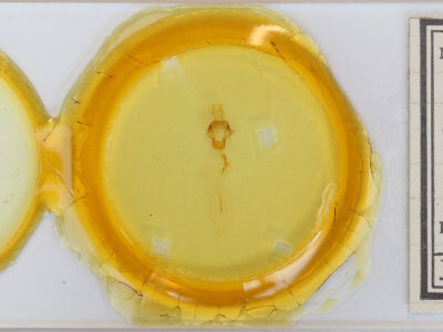 slide view of adult Eupsilia morrisoni