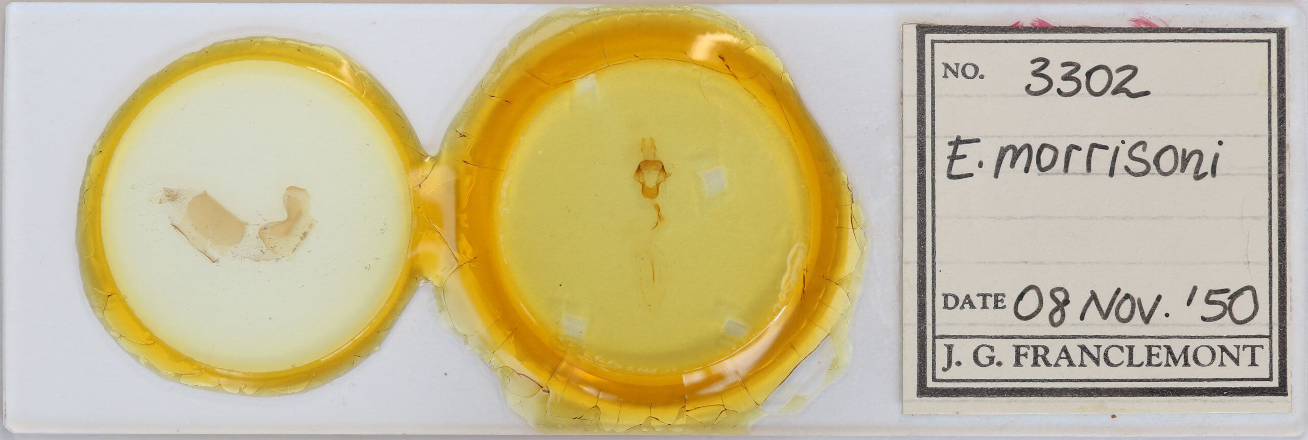 slide view of adult Eupsilia morrisoni