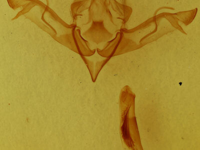 genitalia view of adult Eupsilia morrisoni 
