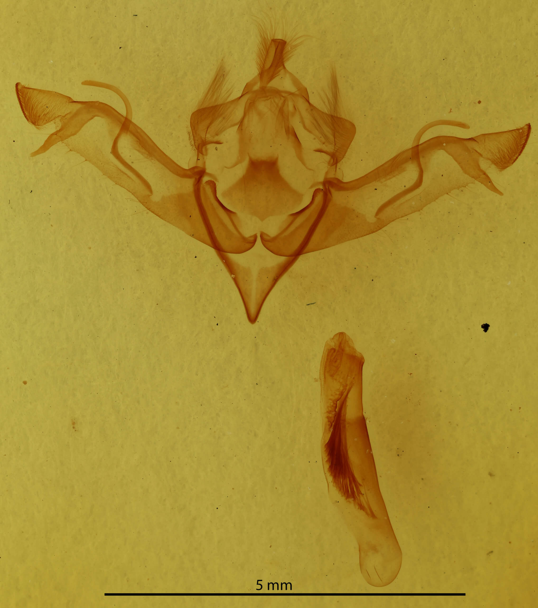 genitalia view of adult Eupsilia morrisoni 