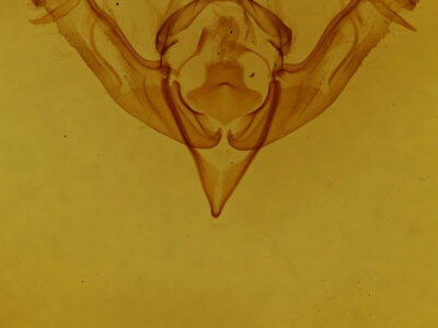 genitalia view of adult Eupsilia sidus