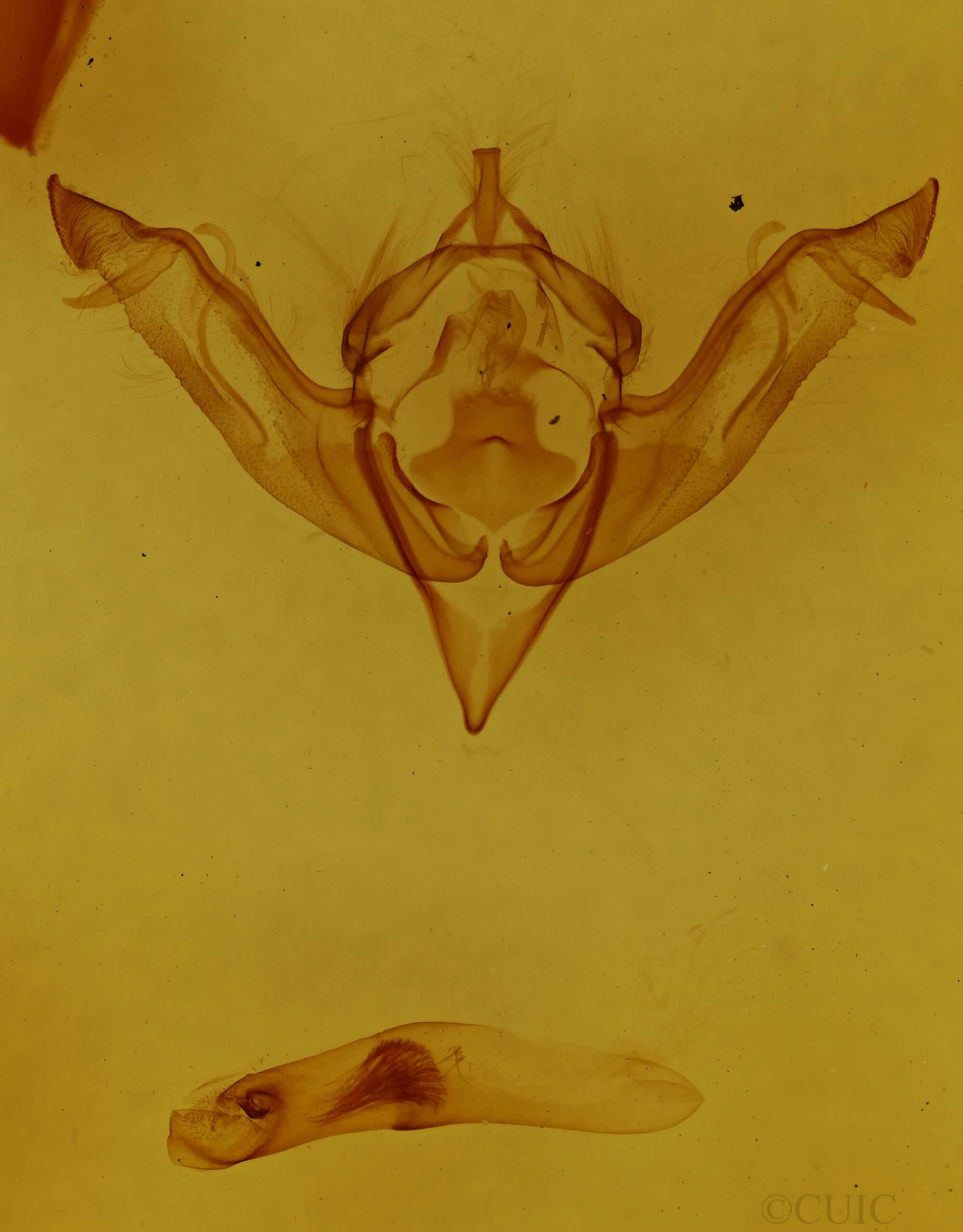 genitalia view of adult Eupsilia sidus