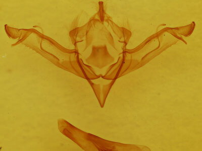 genitalia view of adult Eupsilia sidus