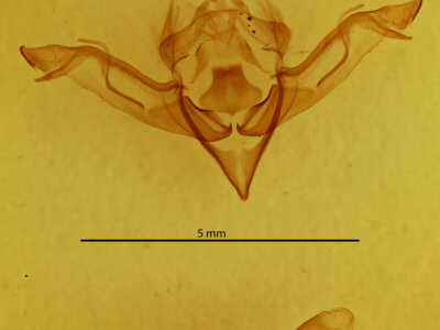 genitalia view of adult Eupsilia sidus