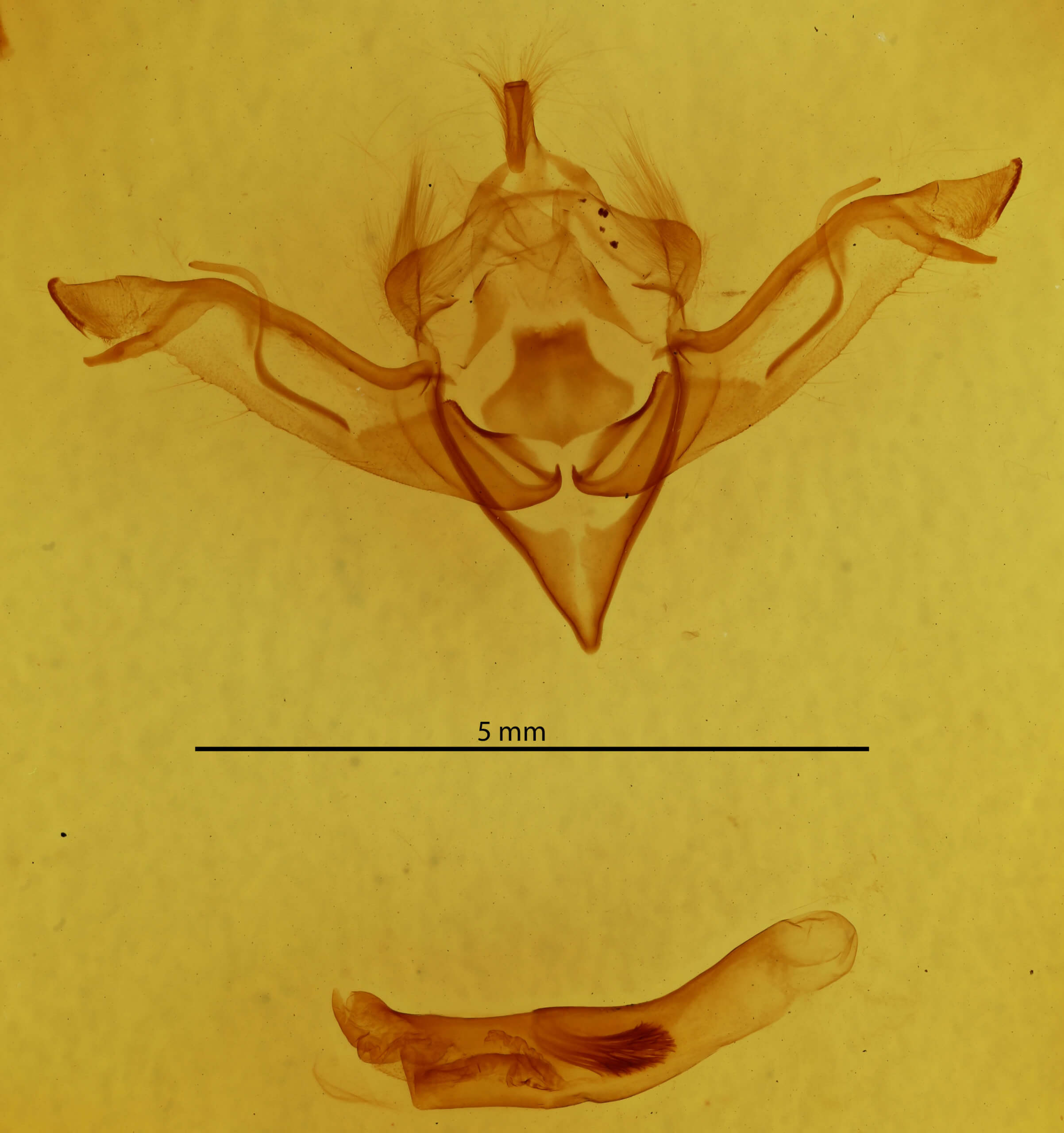 genitalia view of adult Eupsilia sidus