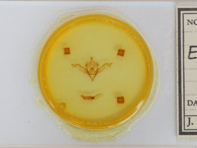 slide view of adult Eupsilia sidus