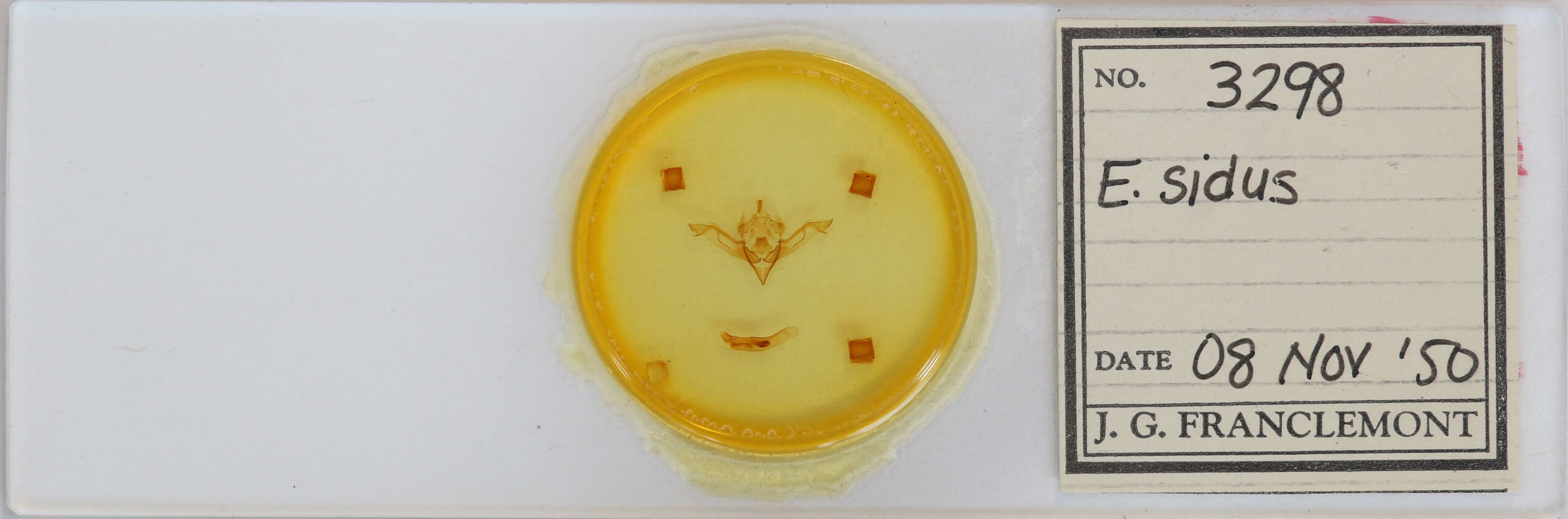 slide view of adult Eupsilia sidus