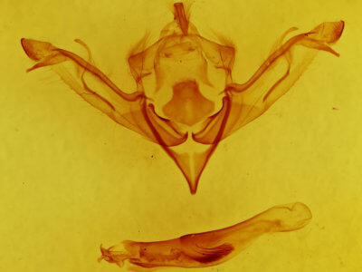 genitalia view of adult Eupsilia sidus