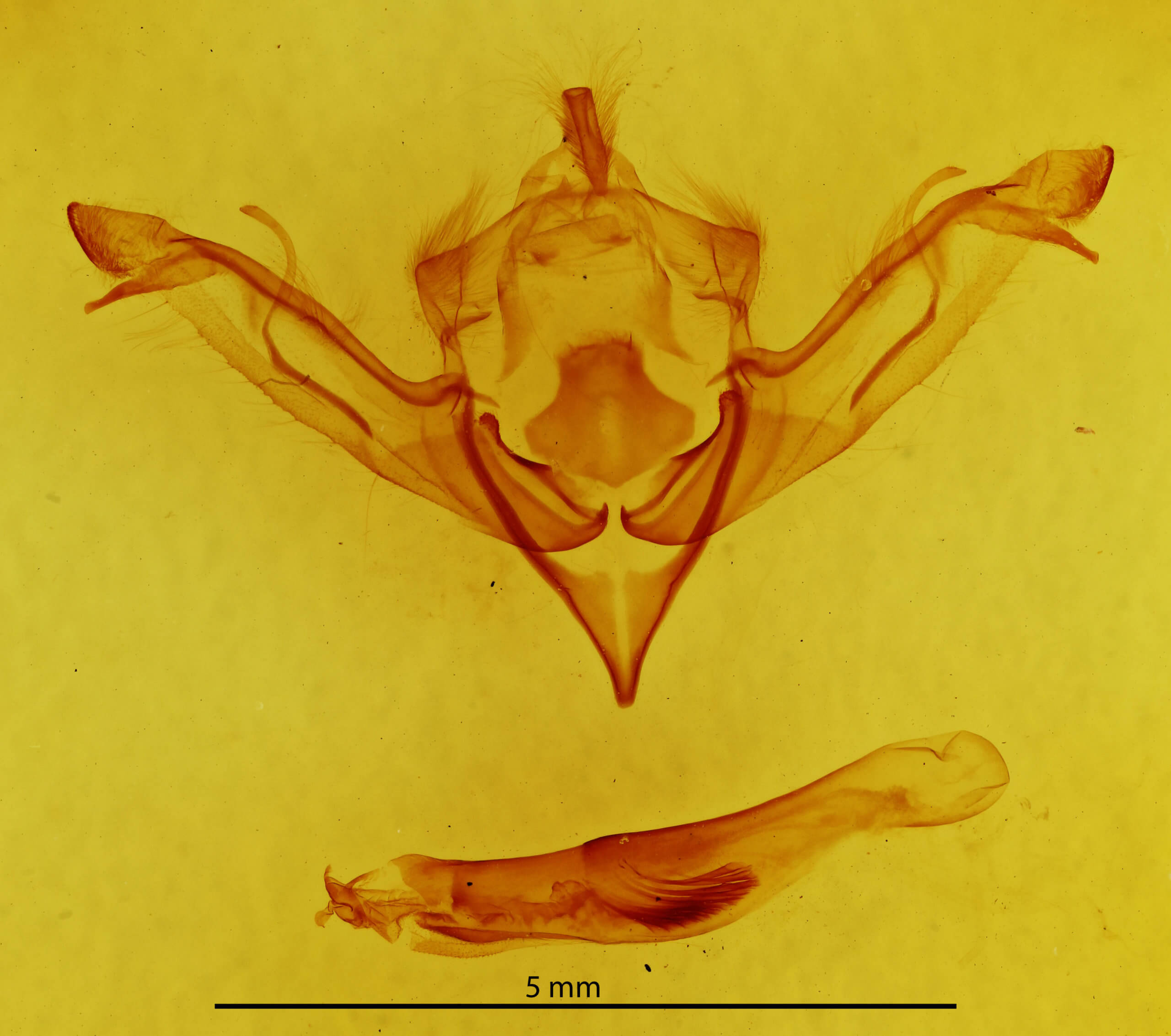 genitalia view of adult Eupsilia sidus