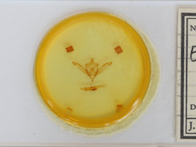 slide view of adult Eupsilia sidus