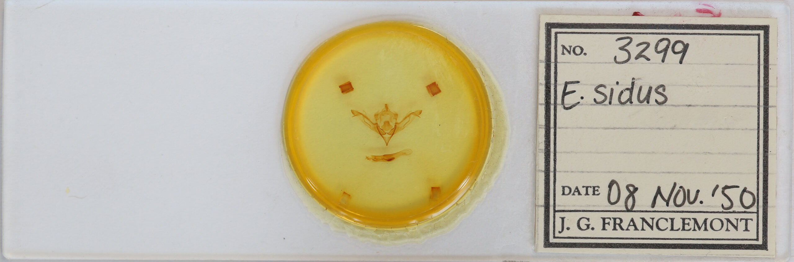 slide view of adult Eupsilia sidus