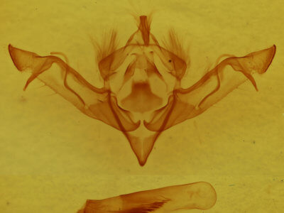 genitalia view of adult Eupsilia vinulenta