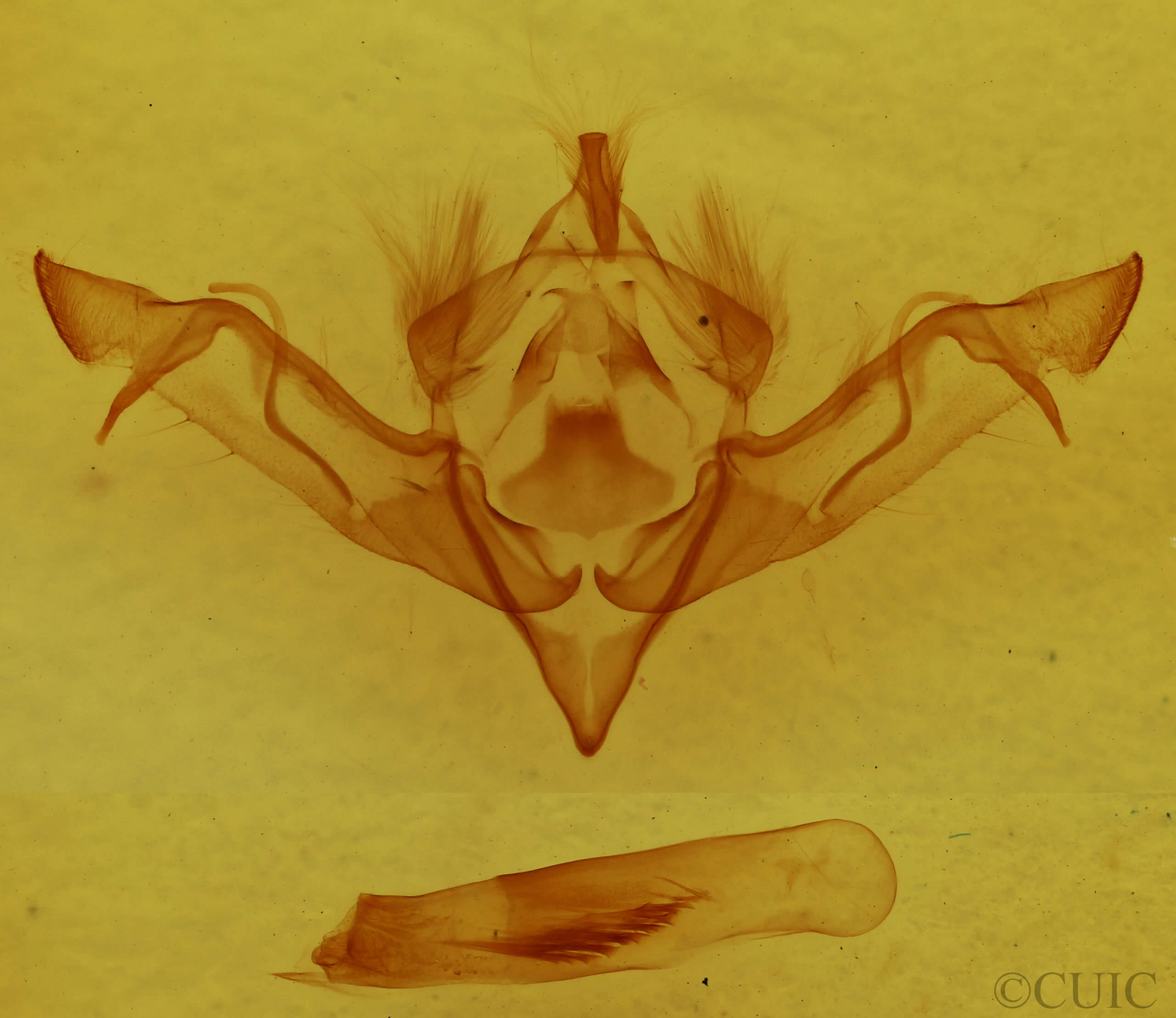 genitalia view of adult Eupsilia vinulenta