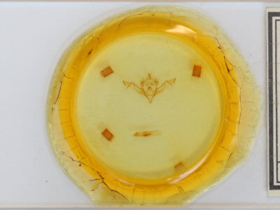 slide view of adult Eupsilia vinulenta