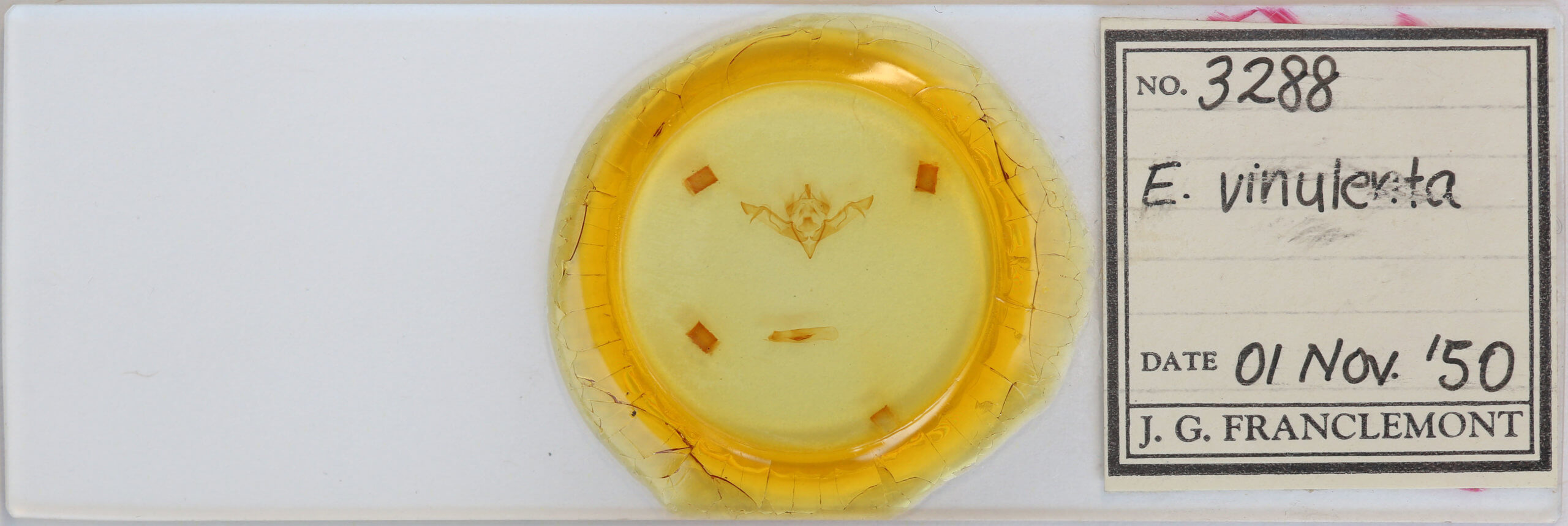 slide view of adult Eupsilia vinulenta