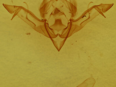 genitalia view of adult Eupsilia vinulenta