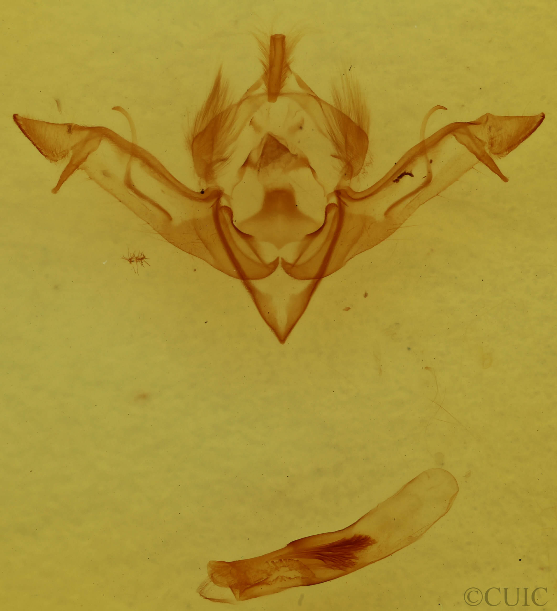 genitalia view of adult Eupsilia vinulenta