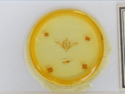 slide view of adult Eupsilia vinulenta