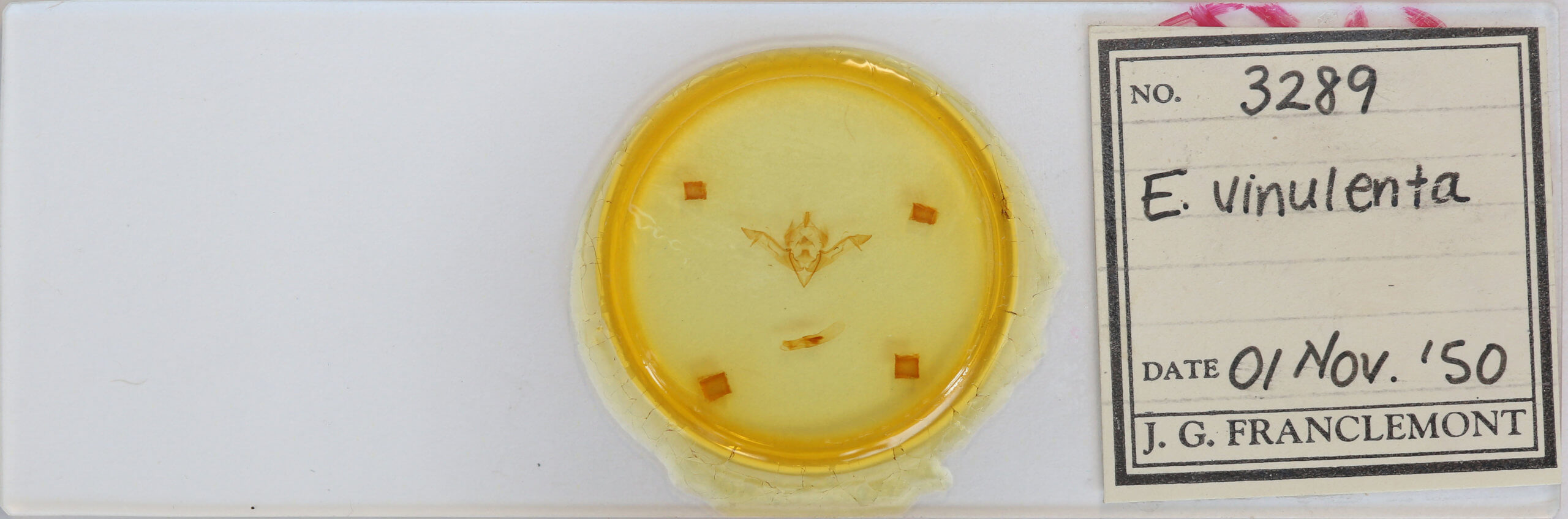 slide view of adult Eupsilia vinulenta