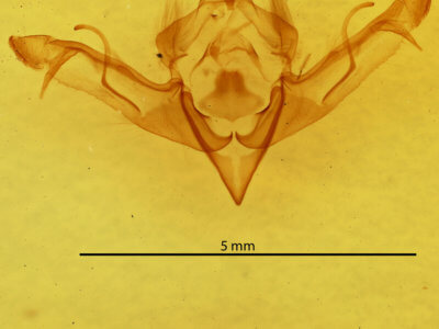 genitalia view of adult Eupsilia vinulenta