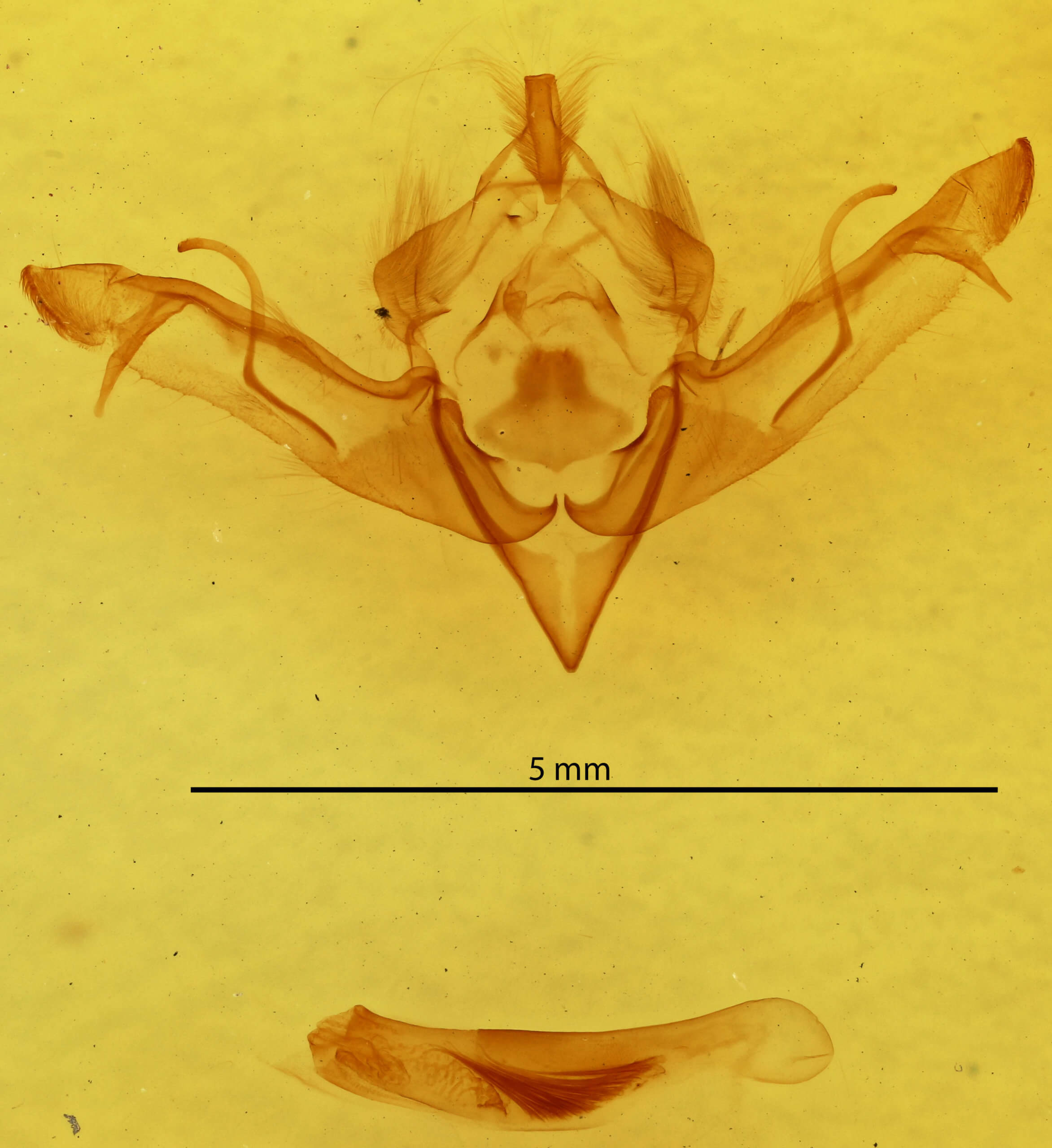 genitalia view of adult Eupsilia vinulenta