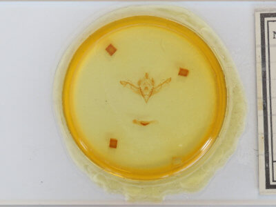 slide view of adult Eupsilia vinulenta