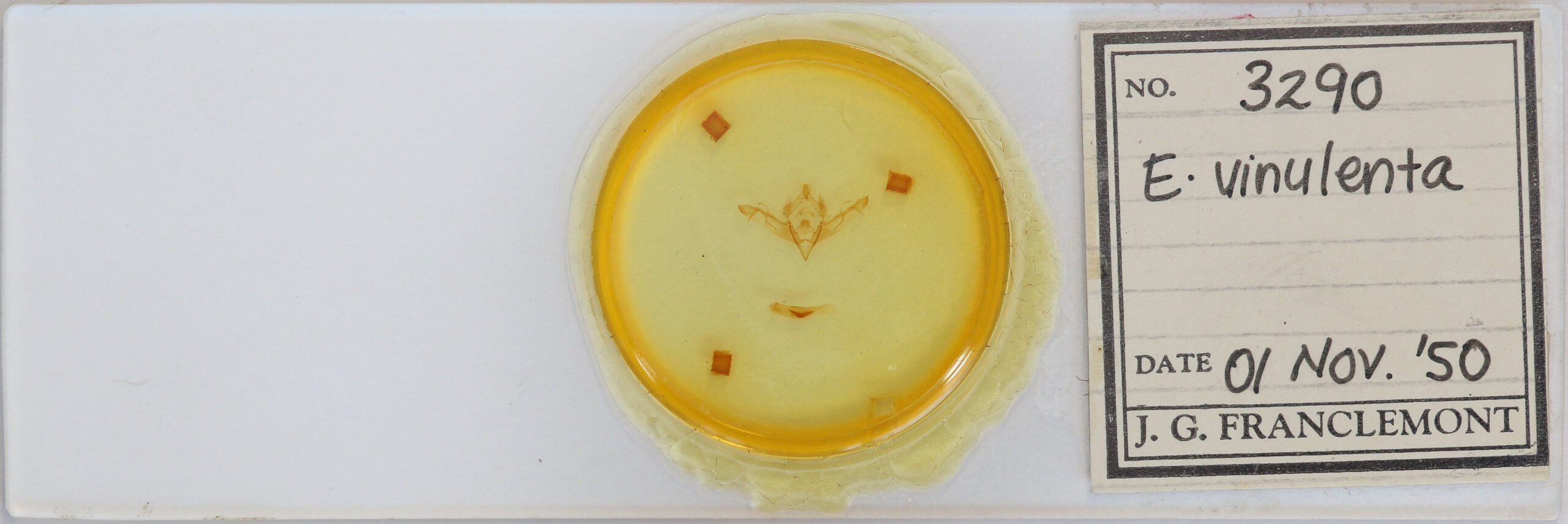 slide view of adult Eupsilia vinulenta