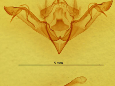 genitalia view of adult Eupsilia vinulenta