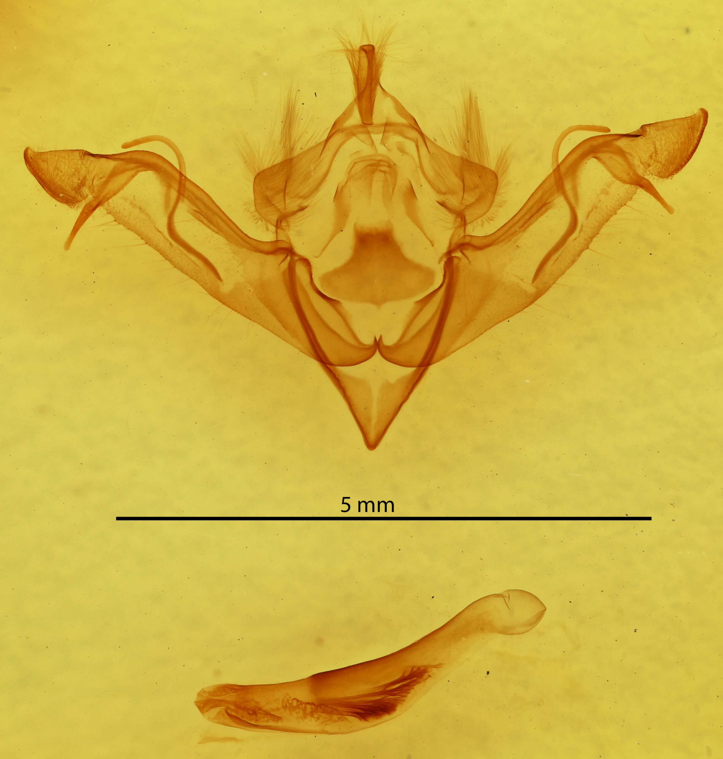 genitalia view of adult Eupsilia vinulenta