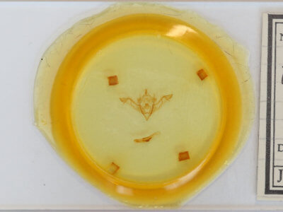 slide view of adult Eupsilia vinulenta