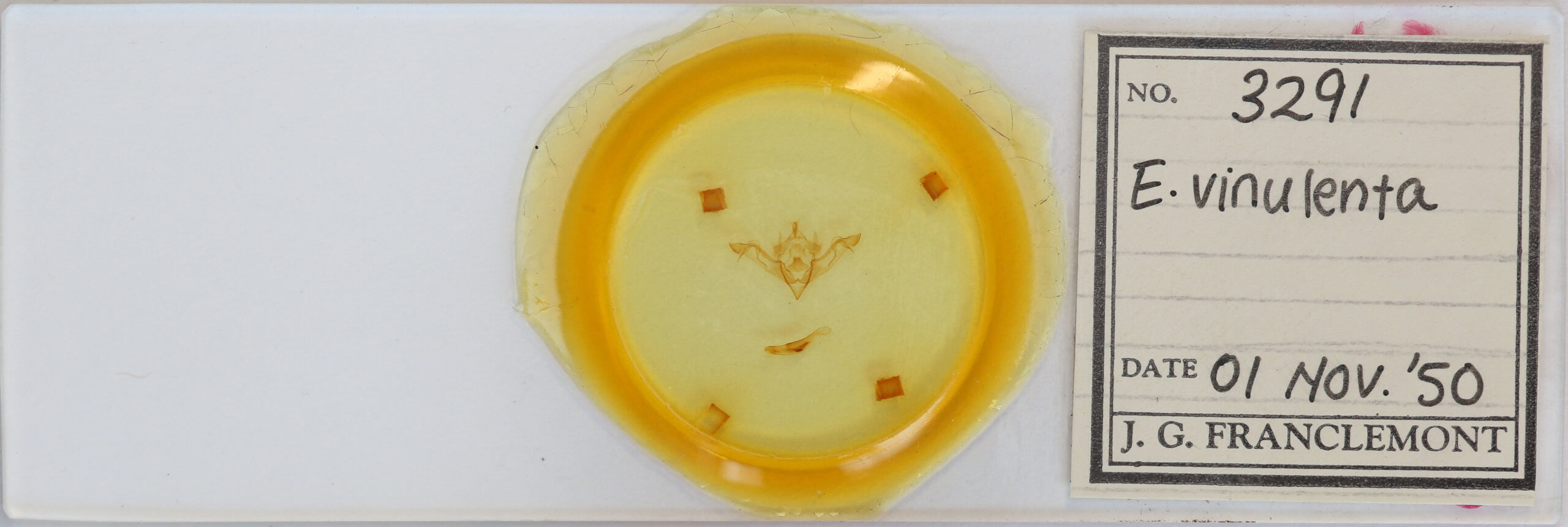 slide view of adult Eupsilia vinulenta