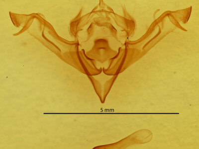 genitalia view of adult Eupsilia cirripalea