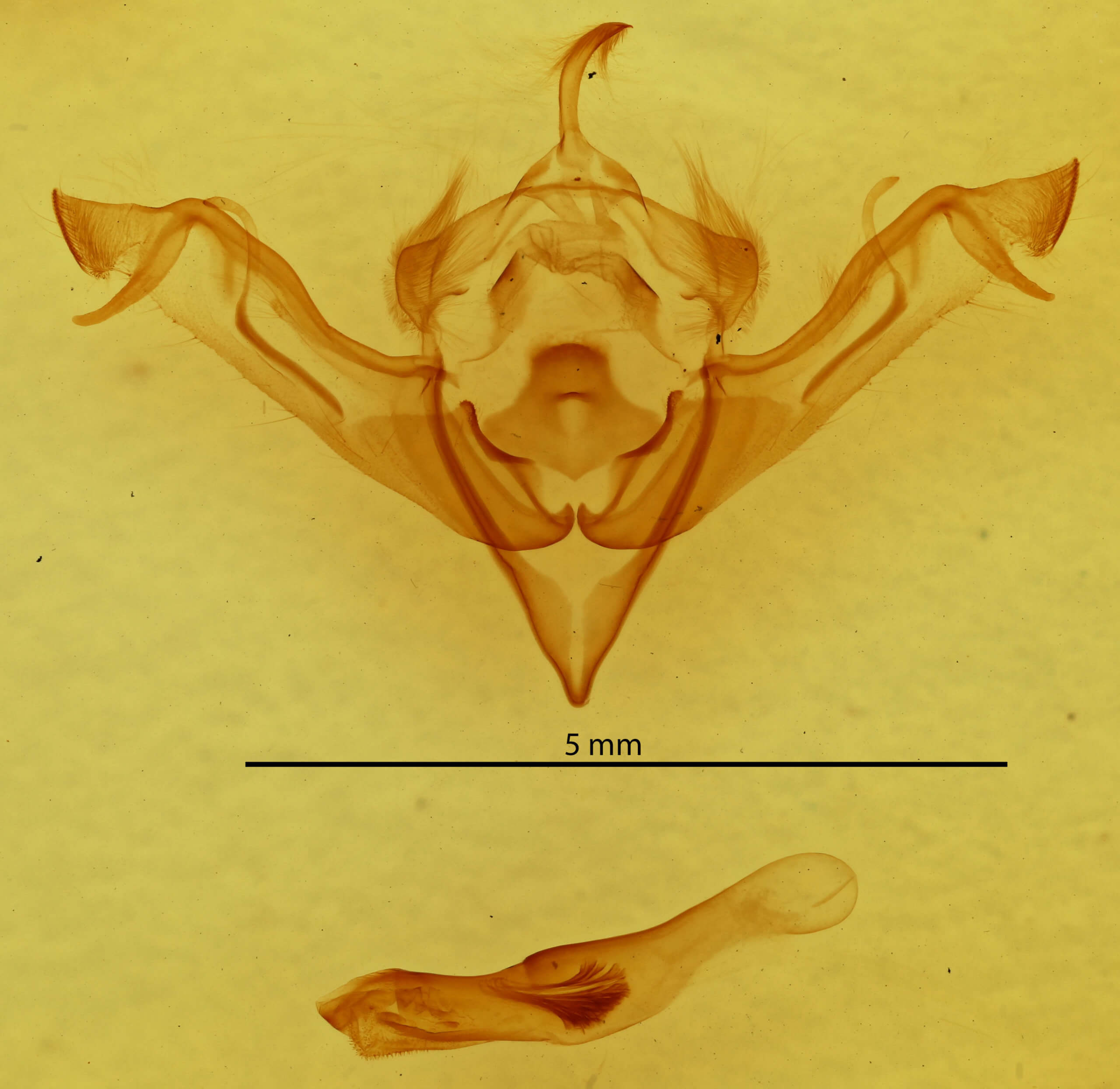 genitalia view of adult Eupsilia cirripalea