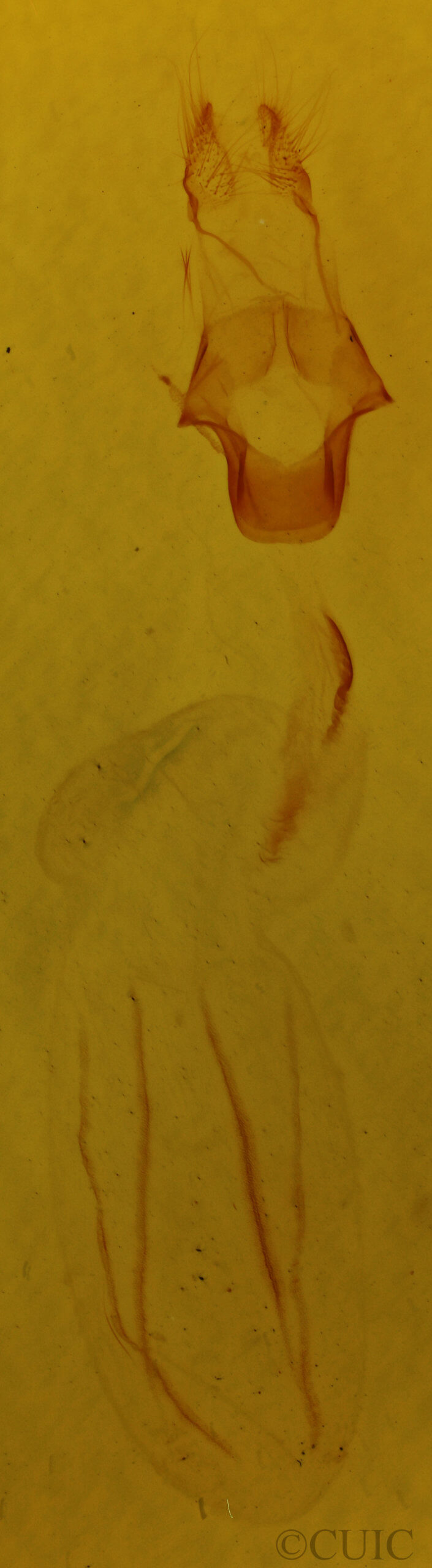 genitalia view of adult Eupsilia vinulenta