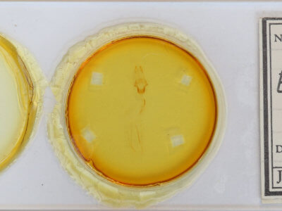 slide view of adult Eupsilia vinulenta