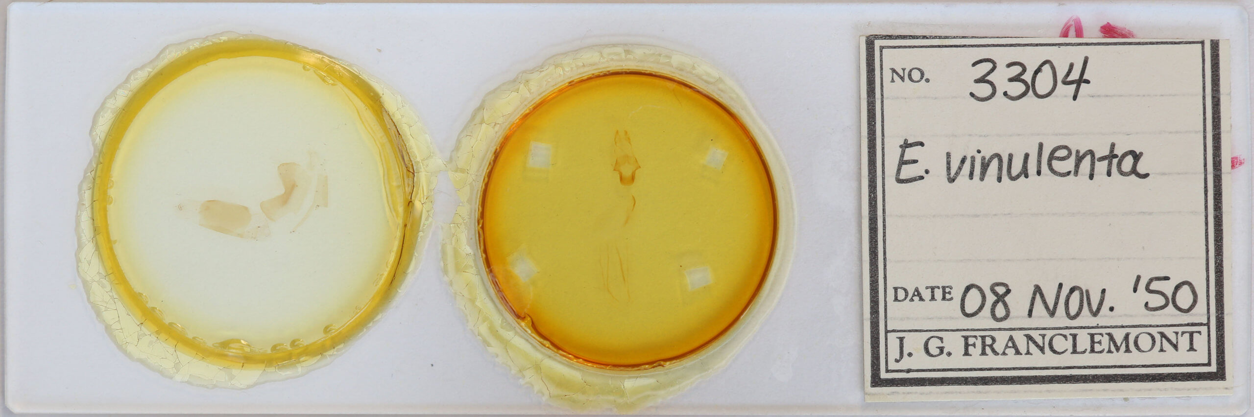 slide view of adult Eupsilia vinulenta