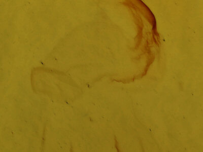 genitalia view of adult Eupsilia vinulenta