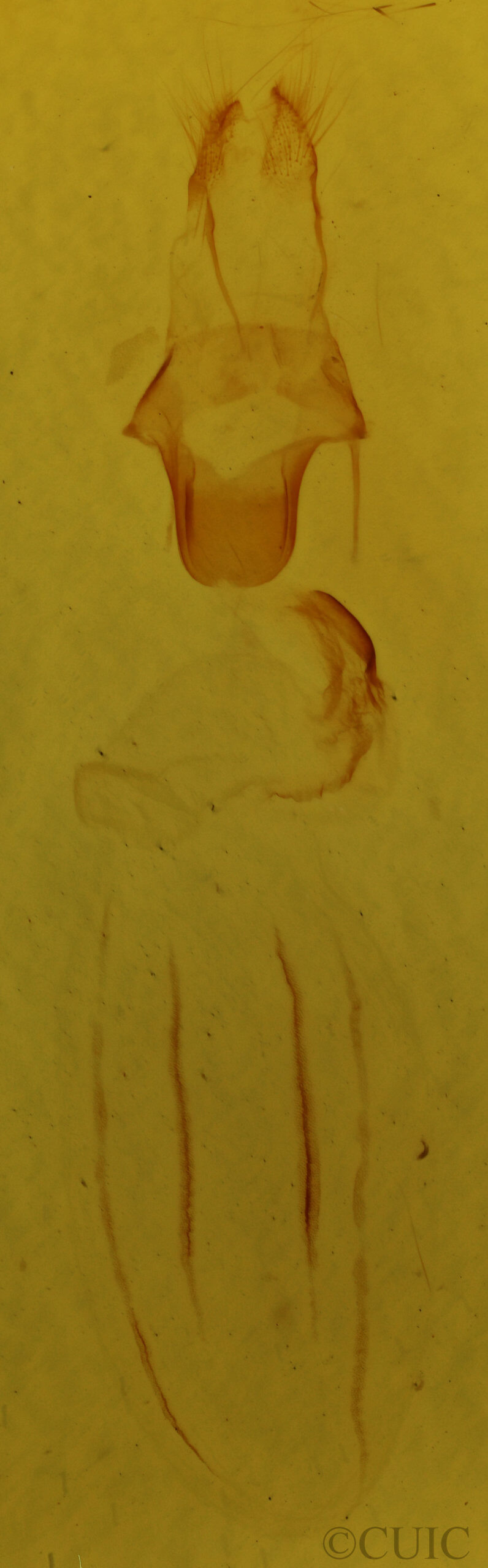 genitalia view of adult Eupsilia vinulenta