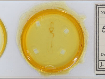 slide view of adult Eupsilia vinulenta