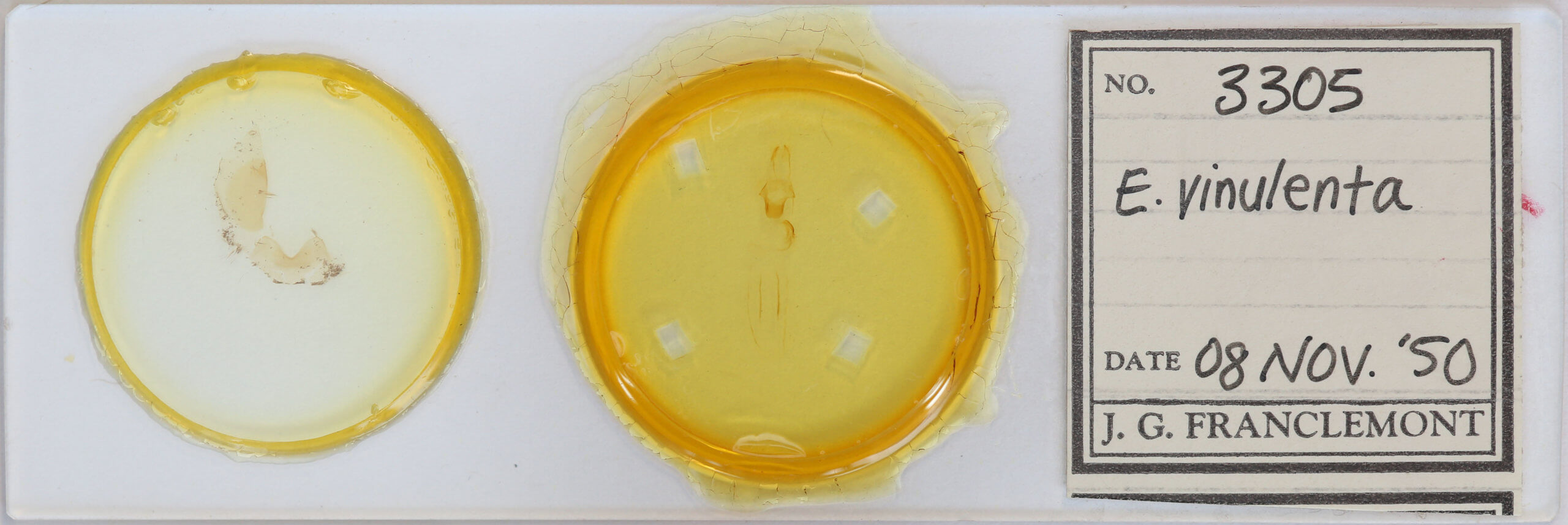 slide view of adult Eupsilia vinulenta