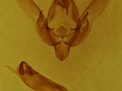 genitalia view of adult Agrotis admirationis