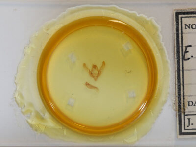 slide view of adult Agrotis admirationis