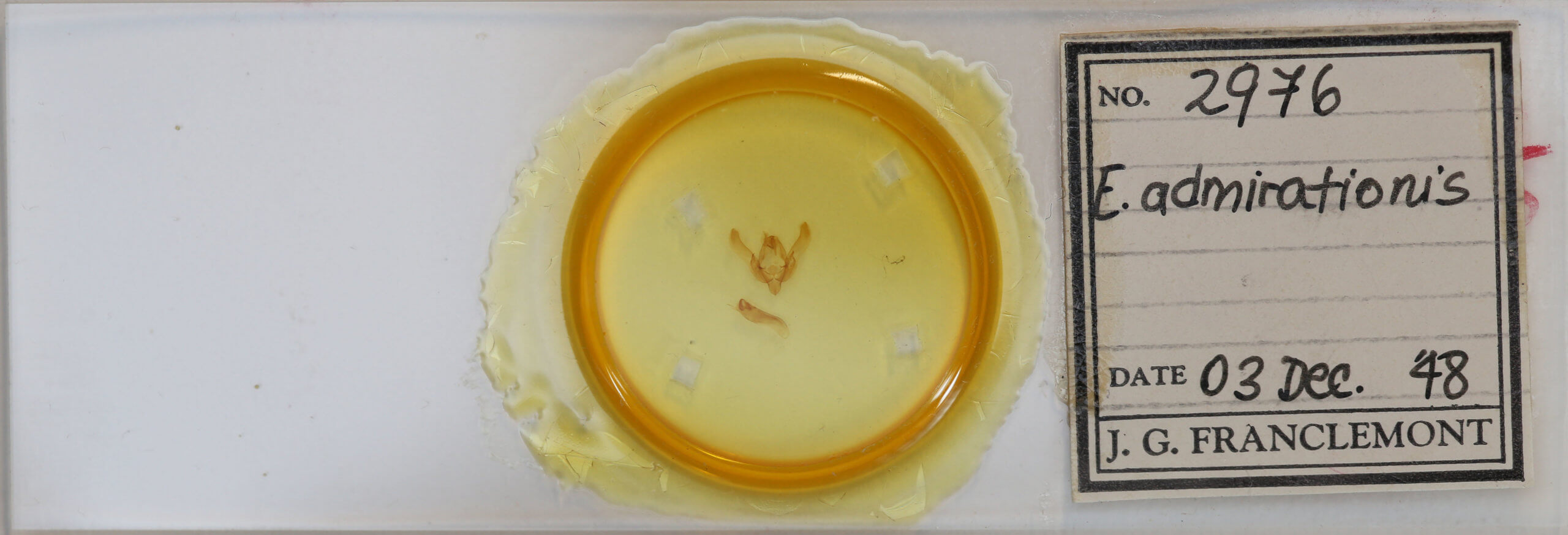 slide view of adult Agrotis admirationis