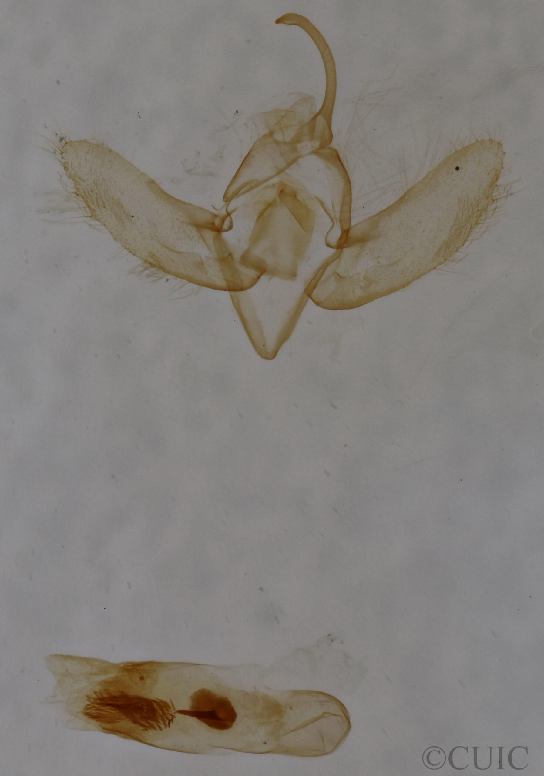 genitalia view of adult Exyra semicrocea