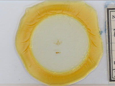 slide view of adult Exyra semicrocea